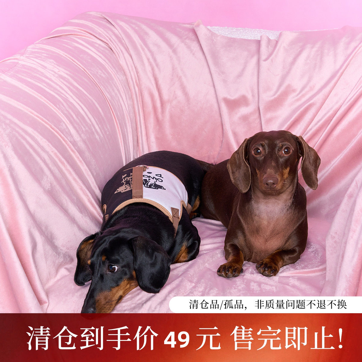 【陈伟霆】ROSYDOEDIAN X CANOTWAIT_宠物胸背牵引绳套装小型宠物