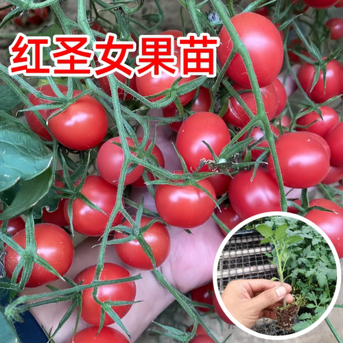 千禧圣女果苗秧苗超甜粉贝贝小番茄苗水果西红柿四季阳台盆栽菜苗