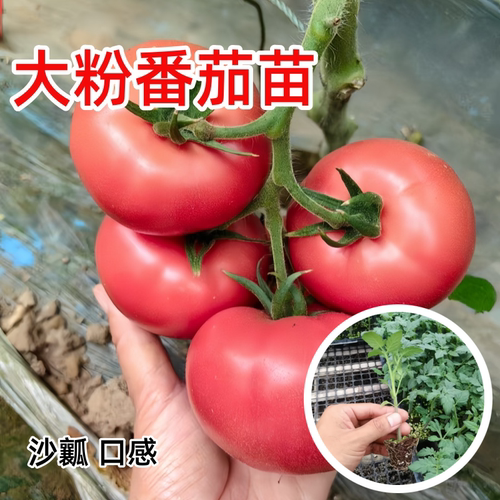 大粉番茄苗秧苗盆栽千禧圣女果苗