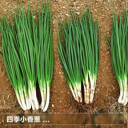 四季小葱种子阳台菜种籽沙葱农家