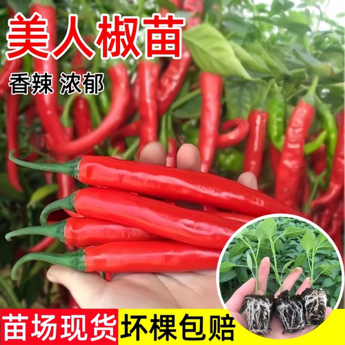 四季美人椒苗高产辣椒苗盆栽菜苗