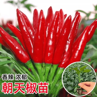 朝天椒辣椒苗秧苗超辣小米辣苗子高产簇生阳台盆栽南方种蔬菜苗孑