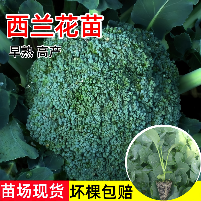 耐寒西兰花苗早熟秋冬季青花菜苗