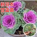 播种盆栽蔬菜种苗秧苗 羽衣甘蓝种子种籽紫色绿色食用粉色观赏四季