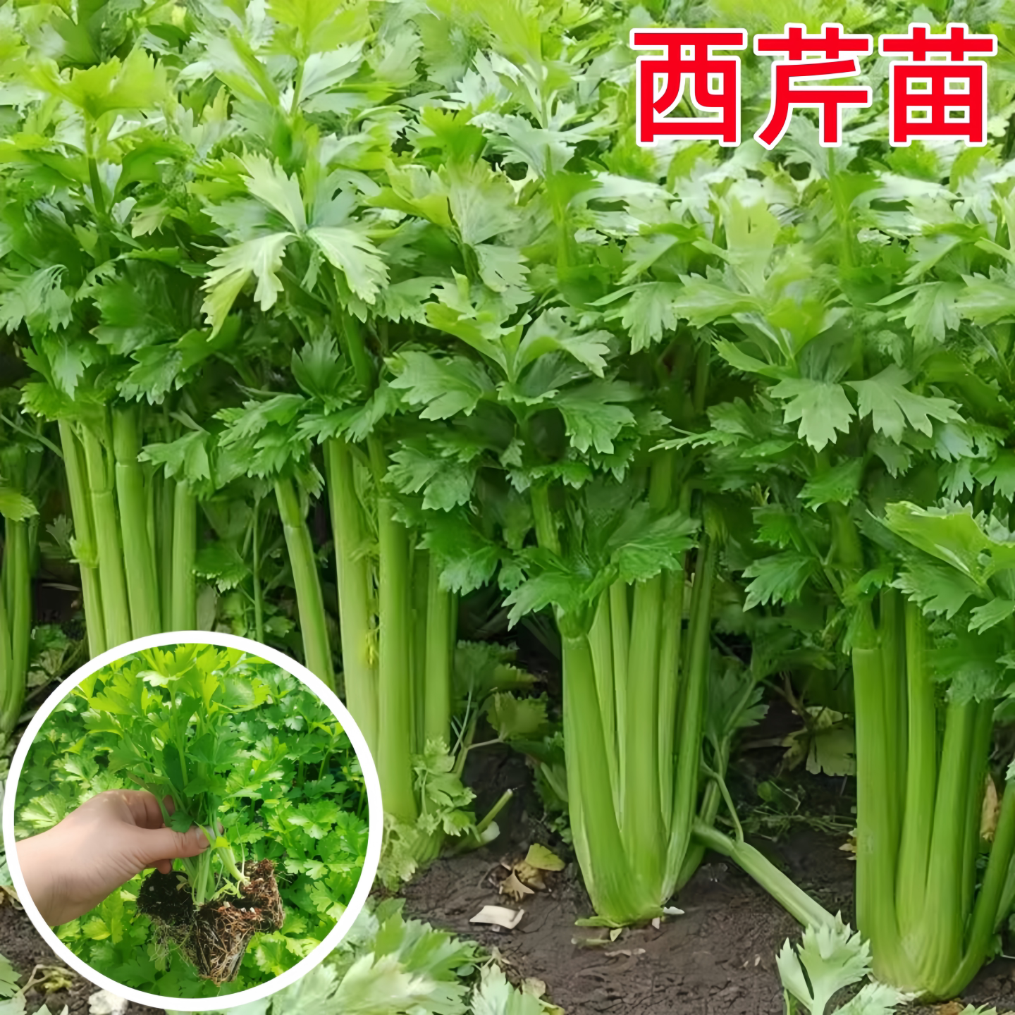 大西芹种苗根苗皇后芹菜种籽孑苗