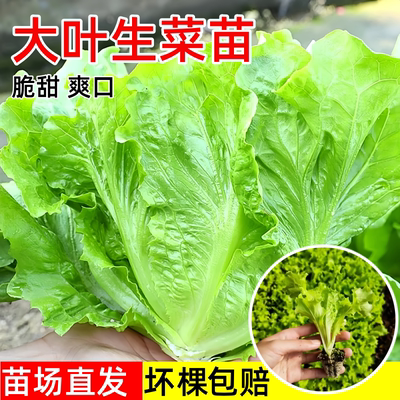 大叶四季生菜苗秧阳台盆栽蔬菜苗