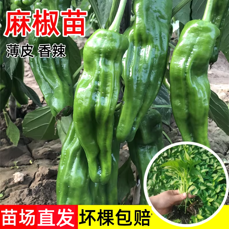 辣椒苗蔬菜秧苗大青椒薄皮尖椒幼苗四季高产自家育苗菜苗麻椒苗子