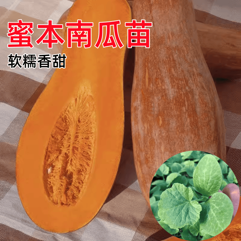 高产蜜本南瓜苗秧老品种长南瓜苗子早熟板栗花生南瓜幼苗带土发货