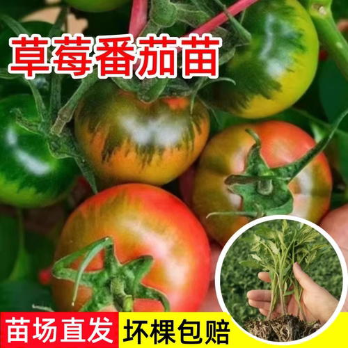 草莓番茄苗四季阳台盆栽高产易种