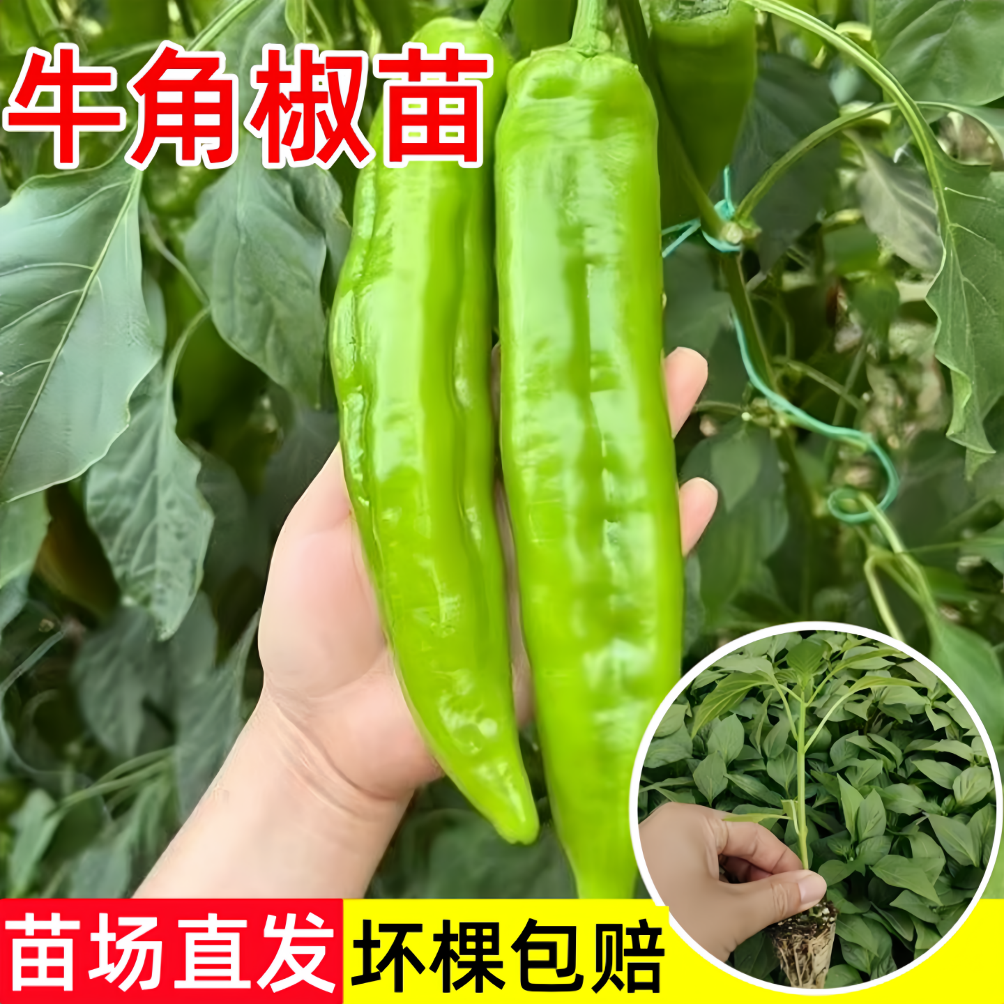 特大牛角辣椒苗秧苗大果尖椒种子苗微辣青椒四季高产春季蔬菜苗孑