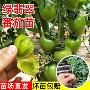 绿翡翠小番茄苗秧苗青口蜜千禧圣女果苗四季阳台盆栽水果苗南方种