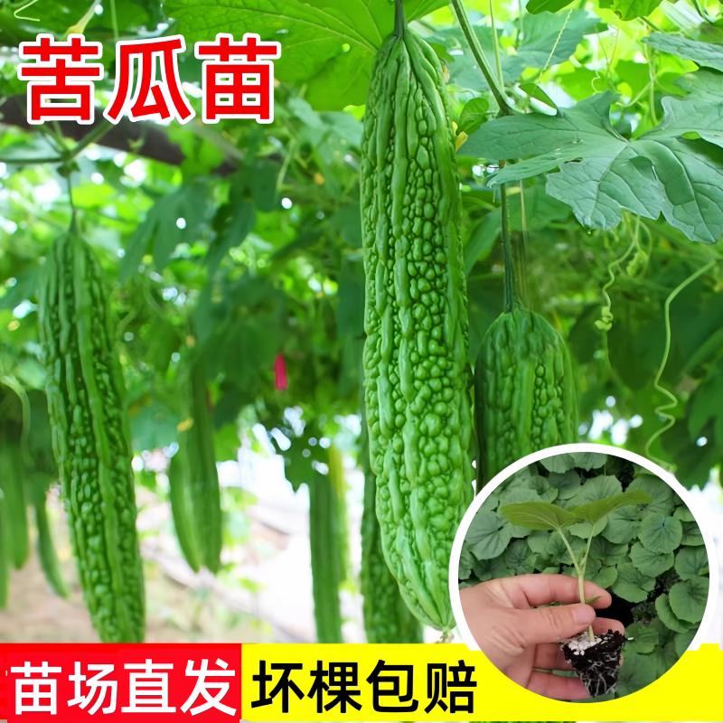 苦瓜苗秧苗种籽迷你小冬瓜苗早熟南瓜苗高产长线丝瓜苗西瓜苗阳台 - 实物图