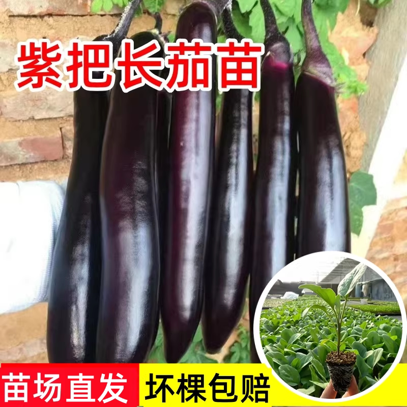 紫把长茄苗嫁接苗大龙茄子苗紫红线茄孑苗圆茄青茄秧四季种蔬菜苗