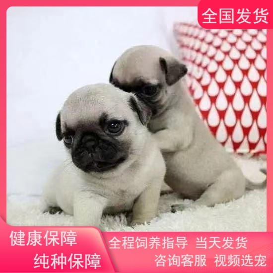 纯种巴哥犬幼犬憨厚哈巴狗八哥犬短毛犬可爱小型犬家养宠物狗活体