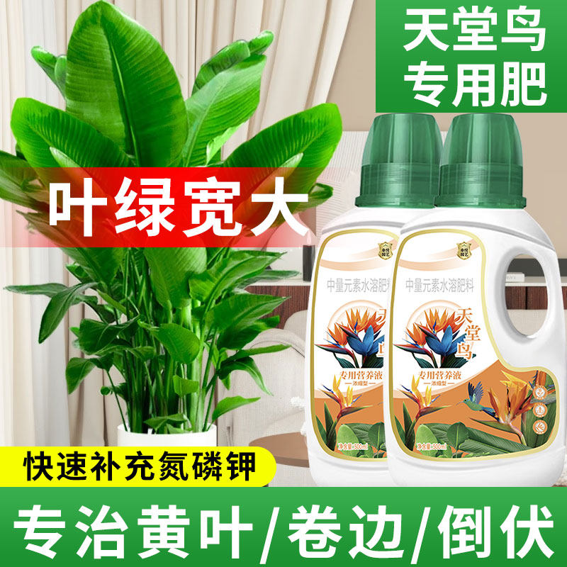 天堂鸟营养液黄叶卷边客厅绿植物治开裂鹤望兰花肥天堂鸟专用肥料