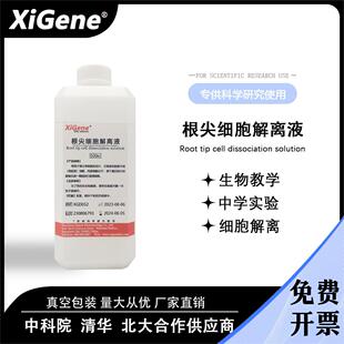 根尖细胞解离液 细胞分离 根尖分生组织细胞有丝分裂实验高中生物