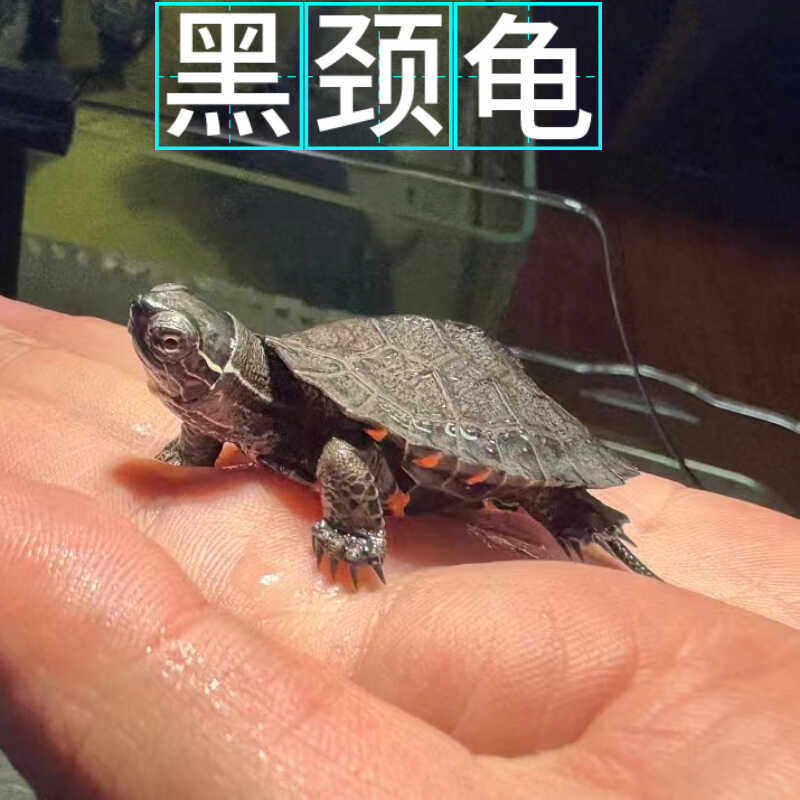 2024新苗广西纯种黑颈乌龟幼苗韶关黑颈龟小苗宠物龟招财龟黑乌龟