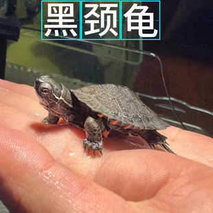 2024新苗广西纯种黑颈乌龟幼苗韶关黑颈龟小苗宠物龟招财龟黑乌龟