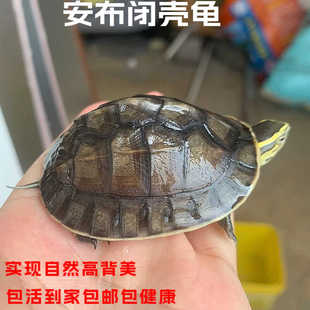 安布闭壳龟安布龟宠物龟半水龟黄缘苗线安布龟活物纯种马来闭壳龟