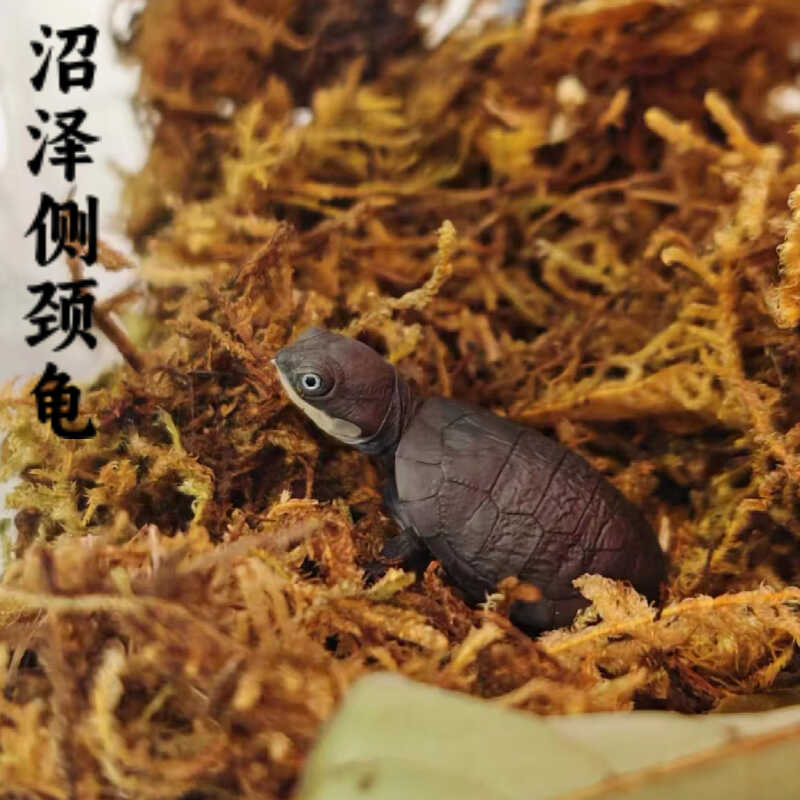 外塘养殖网红热带西非侧颈龟苗