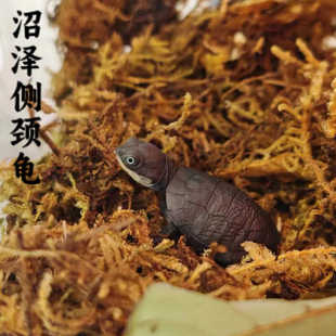 沼泽侧颈龟西非小乌龟沼泽苗圆澳侧颈龟黄头侧颈龟鱼缸造景深水龟