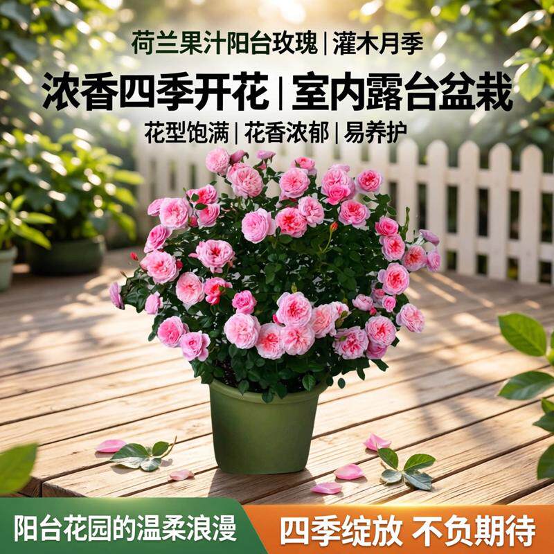 荷兰果汁阳台玫瑰花苗灌木月季露台盆栽花卉浓香四季开花室内绿植