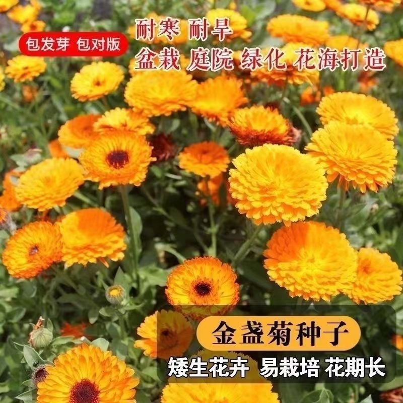 新金盏菊炫彩种子多年生室外金盏花易种耐寒四季易活庭院耐旱耐阴