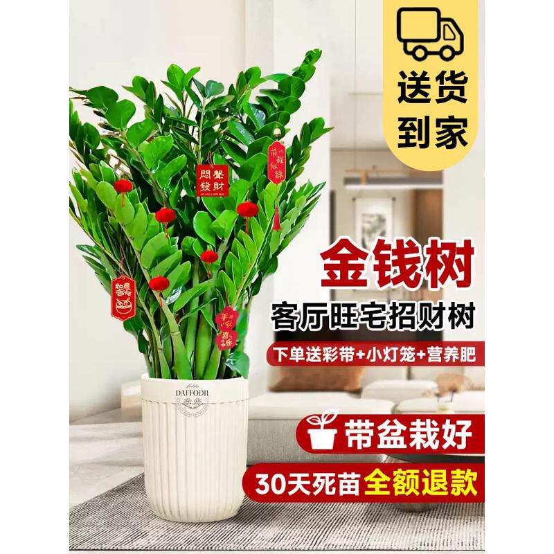 金钱树客厅大花盆盆栽钱串子旺宅办公室内大型绿植物乔迁开业送礼