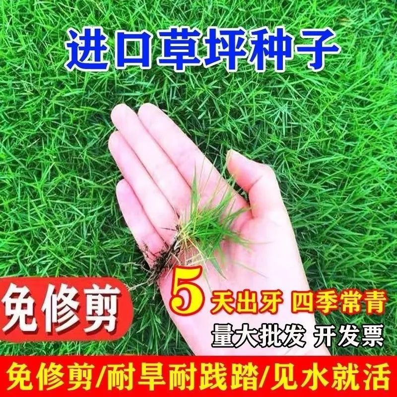 耐寒耐旱草坪种子四季青草坪籽矮生绿化草籽庭院别墅公园绿化护坡