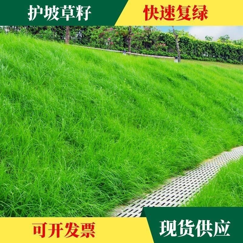护坡草籽耐高温耐寒耐旱植物草种籽进口四季常青种子绿化护坡固土