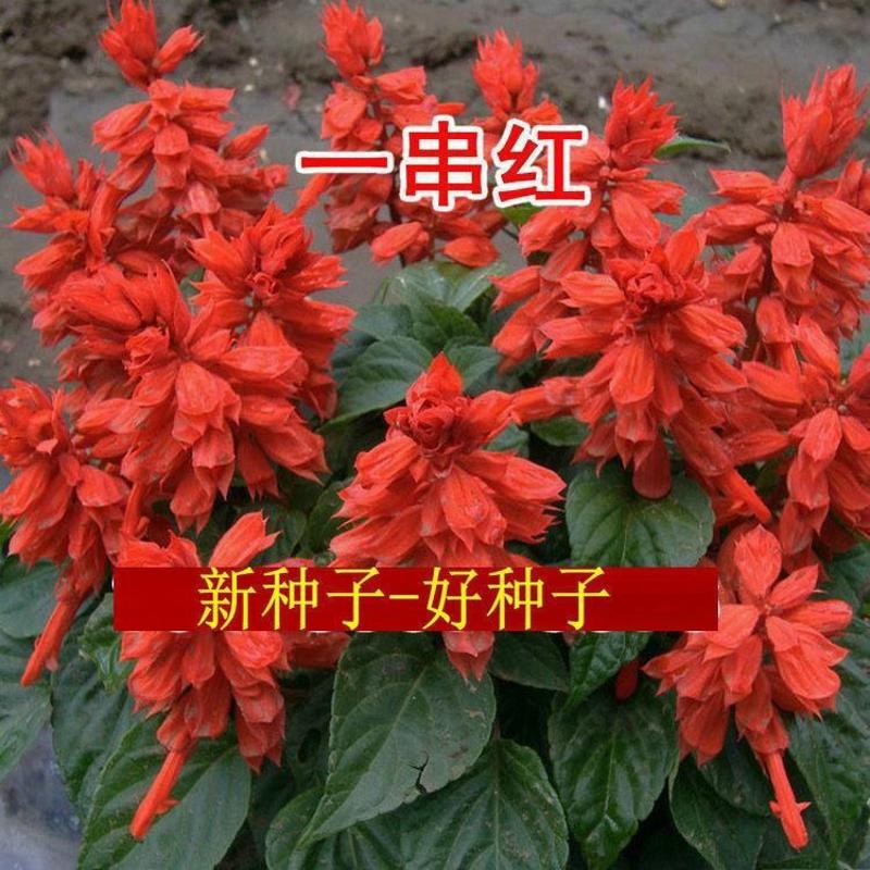 高杆一串红种子 矮杆一串红花草籽四季易活庭院园林绿化草花种孑