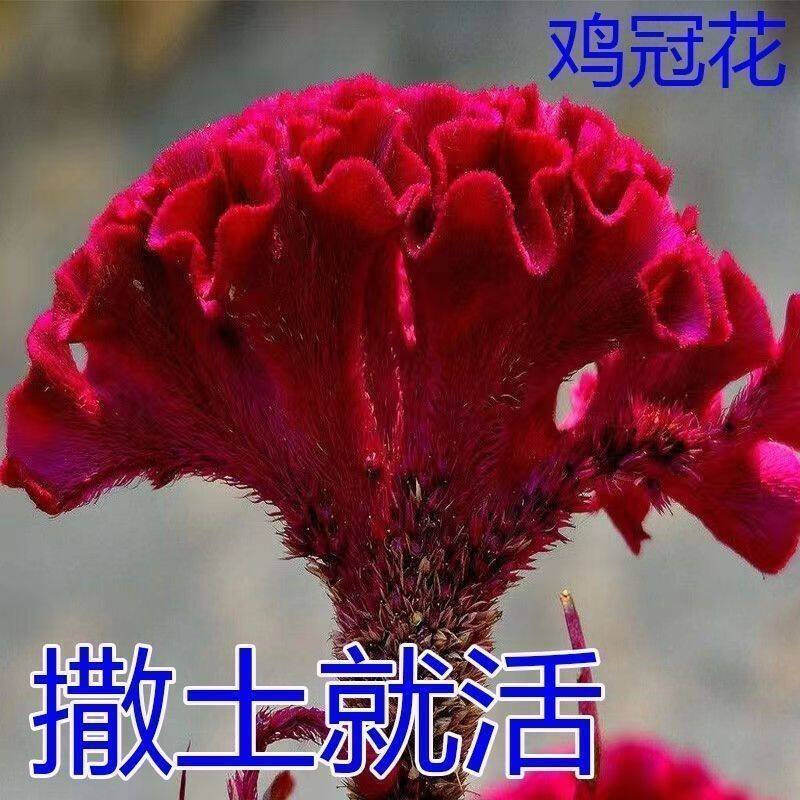 鸡冠花种字四季种易活庭院盆栽野花组合种子花球形鸡冠花花种子