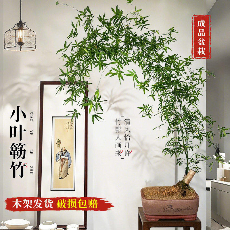 小叶簕竹茶桌盆栽室内大型绿植办公室好养竹子植物四季常青老桩