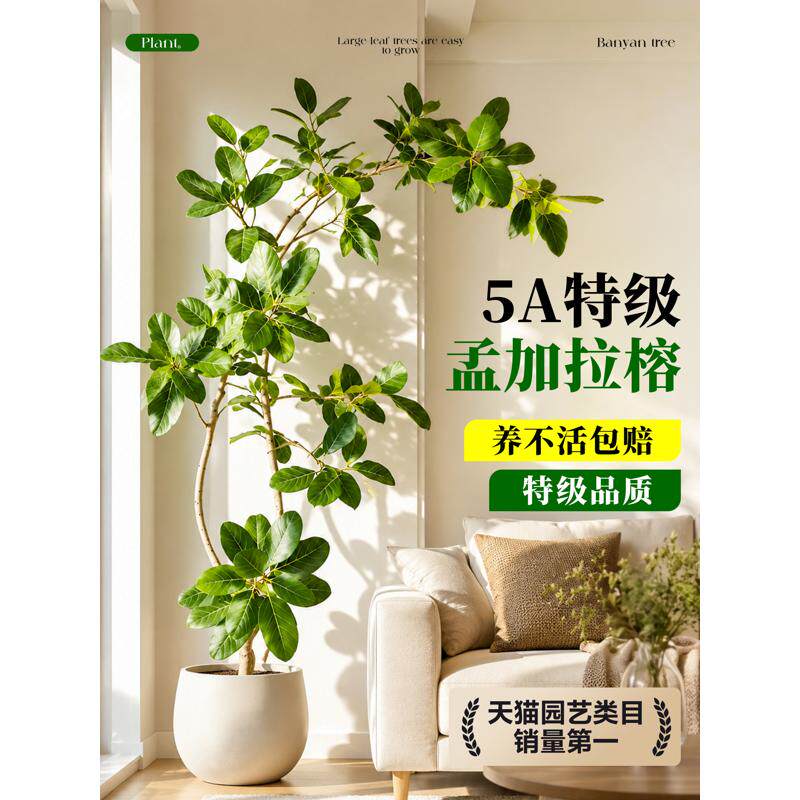 造型孟加拉榕大型绿植黄金榕高山榕树客厅落地橡皮树室内观赏盆景