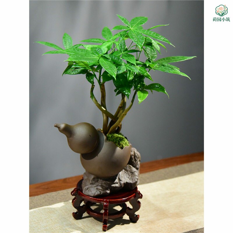 奇趣发财树室内绿植盆栽桌面好养乔迁装饰造景艺术发财树客厅盆景