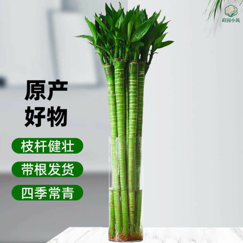 文昌竹龙竹支带根水养富贵转运竹节节高水培植物室内客厅植物