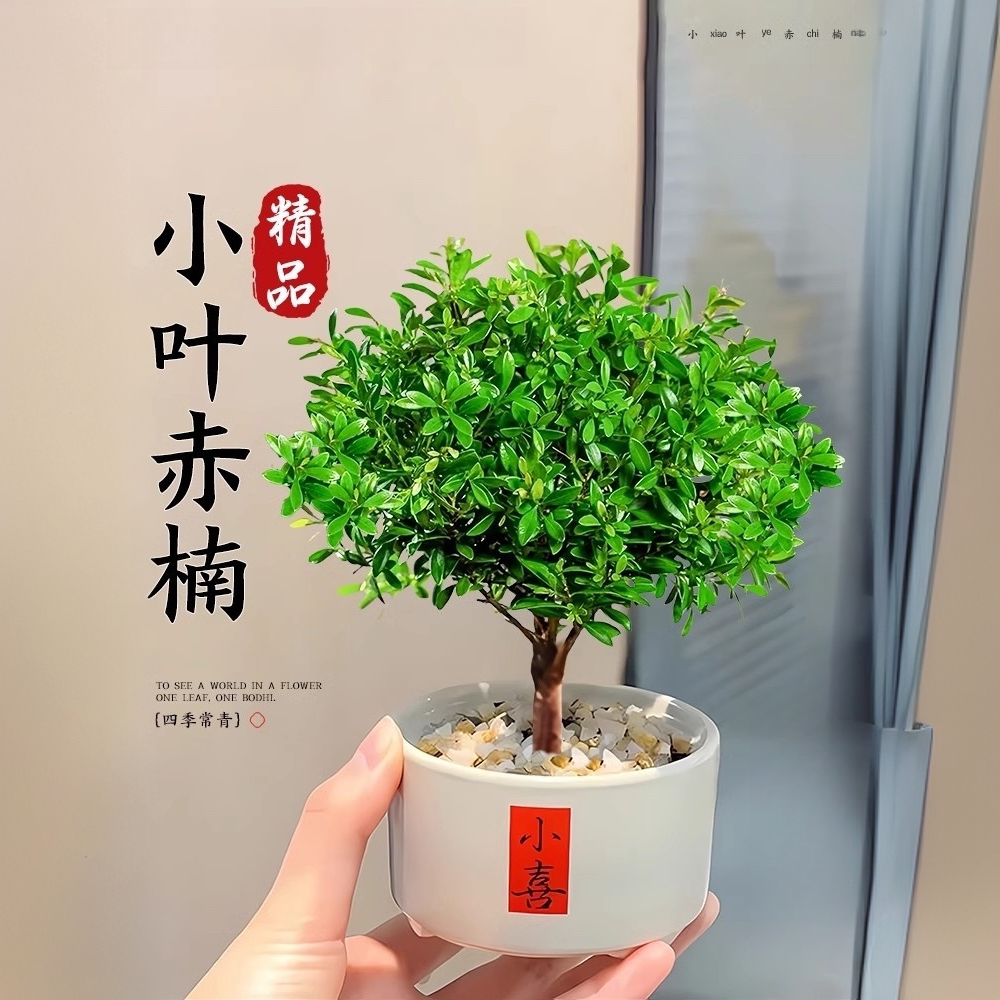小叶赤楠室内桌面净化空气绿植