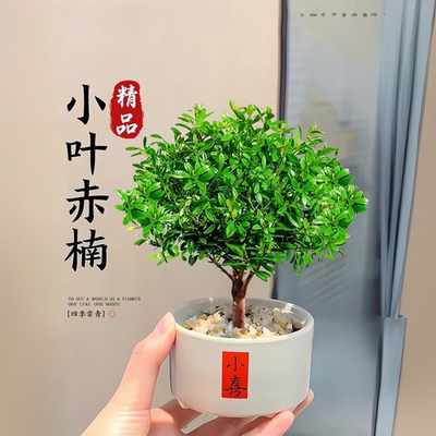小叶赤楠室内桌面净化空气绿植