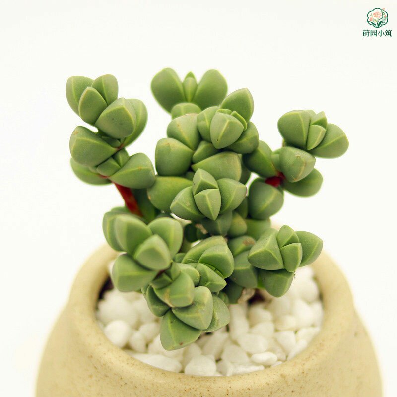 鹿角海棠多肉植物老桩木质化精控养肉肉新手易种花卉组合盆栽绿植