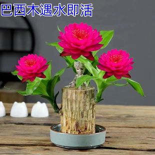 巴西木开花水养夏季懒人盆栽格鲁特幸运木室内绿植四季懒人特色花