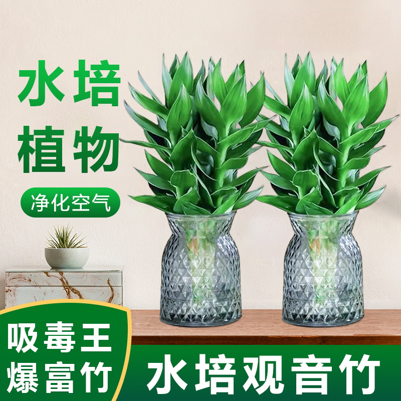 买1送1水培懒人易养绿植
