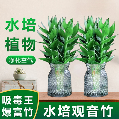 买1送1水培懒人易养绿植