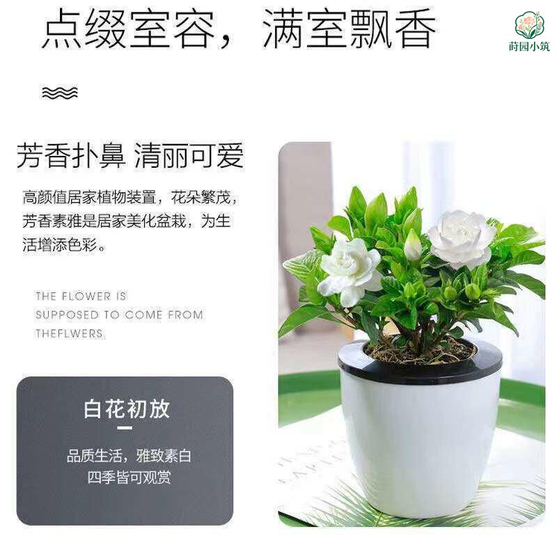 【大盆栀子花带花苞】开花四季桌面室内水培花卉绿植盆栽美化空气