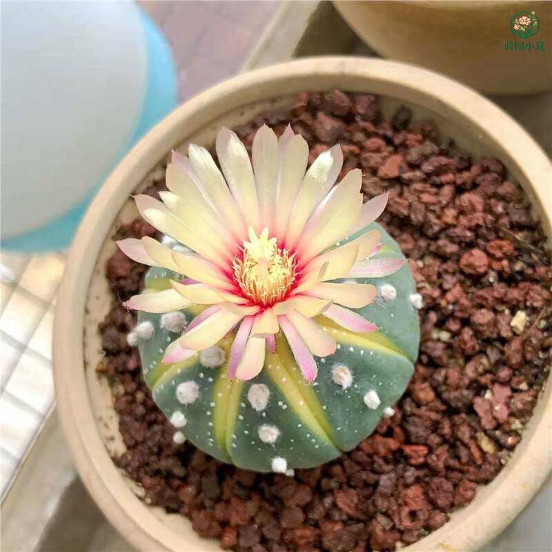 实生黄金兜仙人球西瓜兜开花仙人球兜锦多肉植物阳台易养盆栽花卉