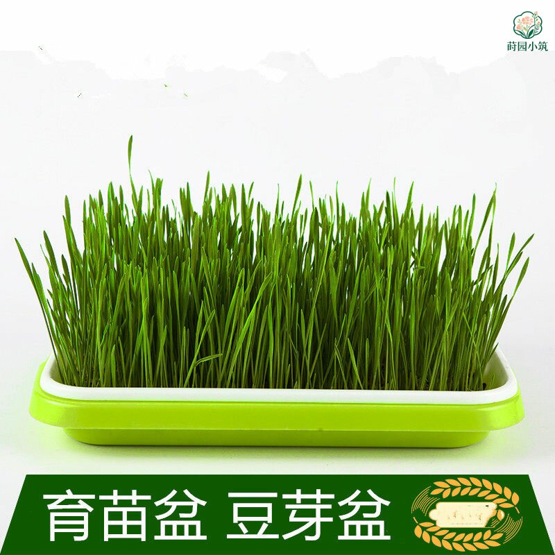 豆芽发芽神器盘家用无土栽培水培小麦苗种植盘芽苗菜育苗盆批发