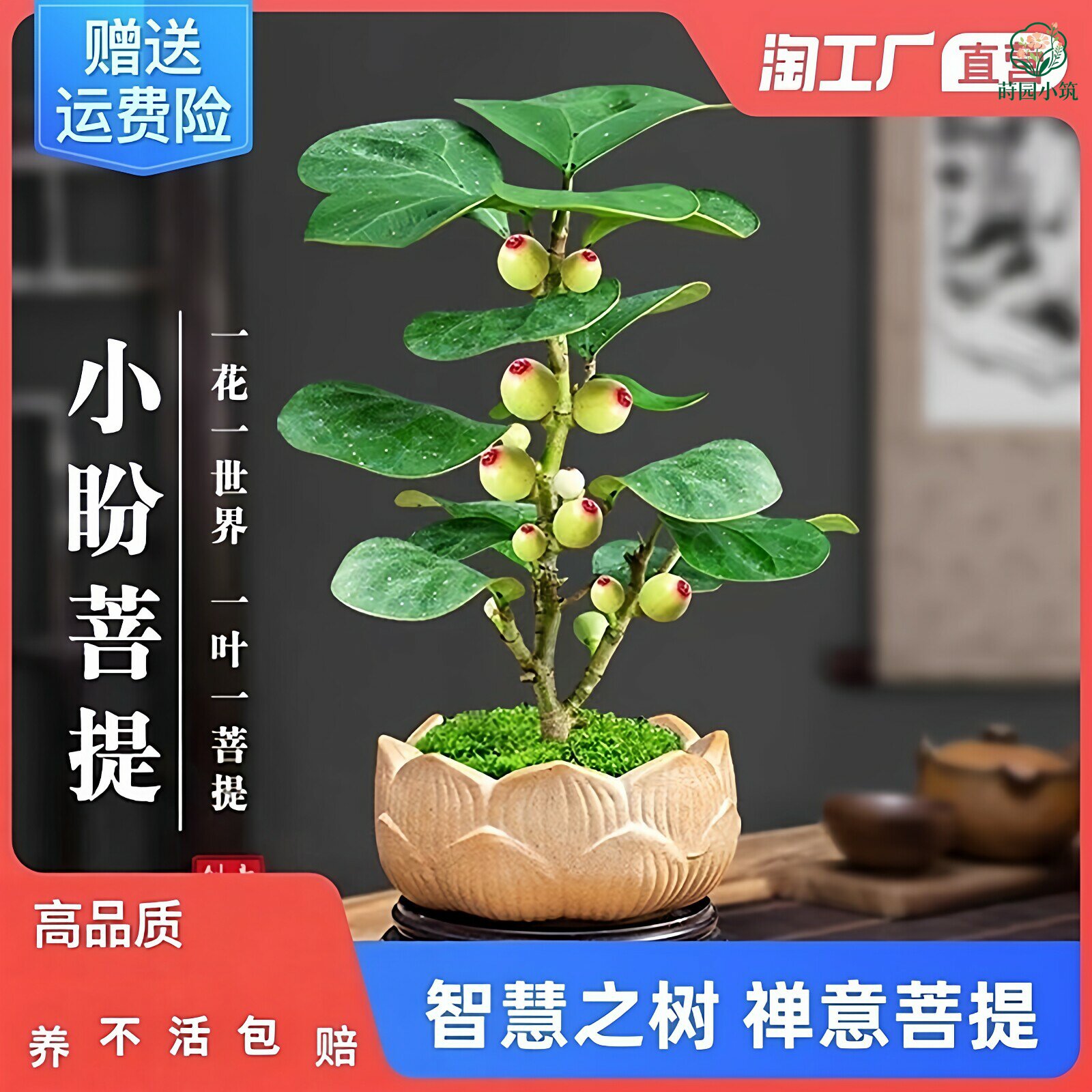 小盼菩提树盆栽带果禅意摆件发财树盆景办公室内桌面绿植物花卉