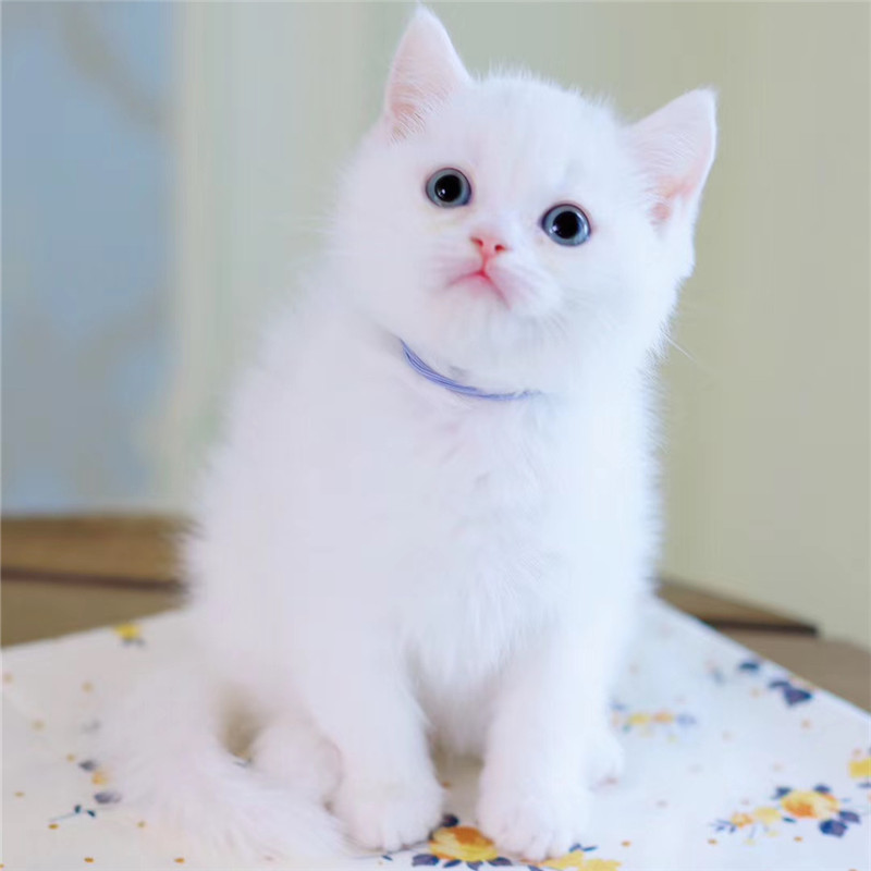 爱心领养纯白英短幼猫白猫小奶猫活体宠物猫咪活物小猫幼崽小宠猫