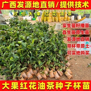 广西品种多果大果红花油茶苗油茶树苗带杯带土软枝茶籽种子实生苗