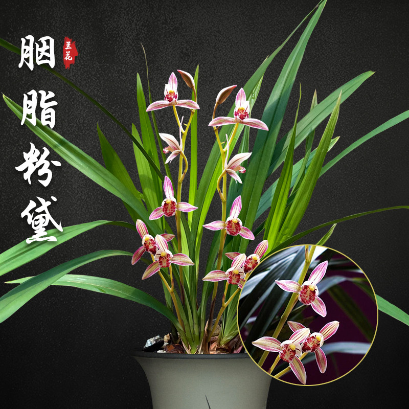 胭脂粉黛 兰花苗建兰盆栽室内四季兰草名贵浓香花苞好养花卉绿植