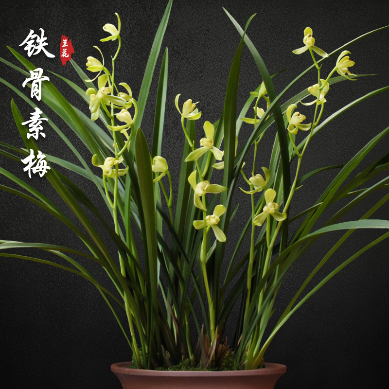 铁骨素梅 兰花苗盆栽四季兰草名贵浓香花苞室内好养建兰花卉绿植